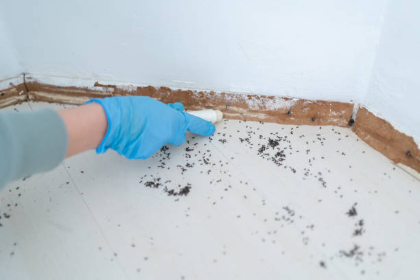 Best Flea Control Services  in Notre Dame, IN